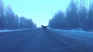 Лось выбегает на дорогу