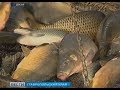 На Ставрополье возбуждено уголовное дело о незаконном промысле рыбы
