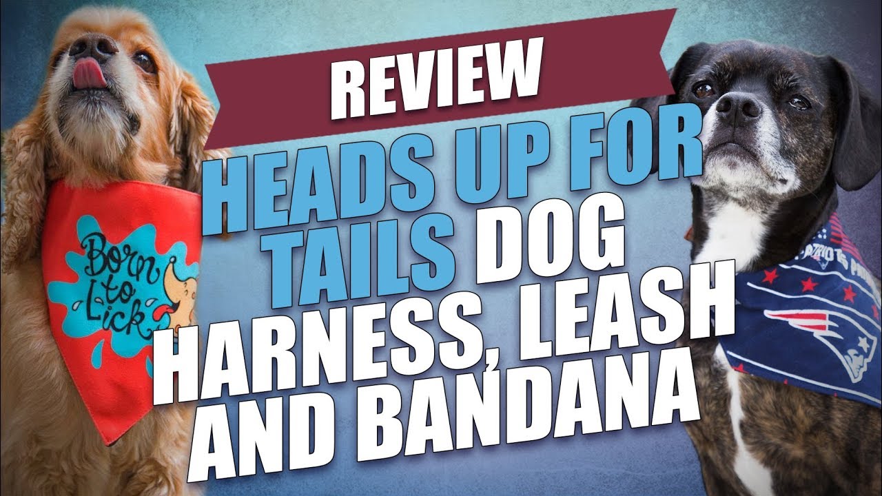 Review Heads Up For Tails Dog Harness, Leash and Bandana YouTube