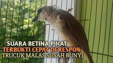 Trucuk BETINA memanggil Jantan Suara Birahi Ngecuplik 100% pancingan trucukan gacor agar BUNYI EMOSI