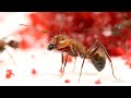 Ants Eating Cherry Macro and Timelapse