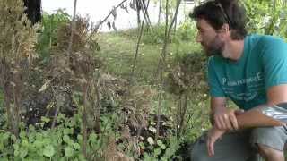 Organic Gardening basics - How to garden tips and tricks - WWNGD # 4