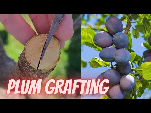 Видео: Plum Tree Vs. Cherry Tree - Как да различим слива и череша