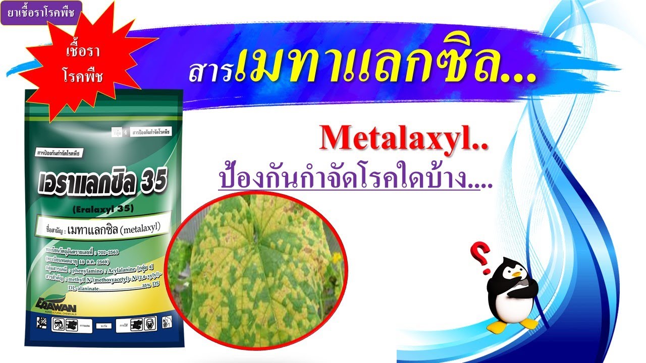 สารเมทาแลกซิล (Metalaxyl)..ยาดูดซึม..กำจัดเชื้อไฟท็อปทอร่า และอื่นๆ