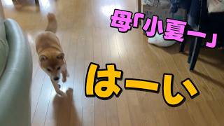 「騙されたな！」お母さんの呼び声に飛んでいくがいませんよw柴犬小夏
