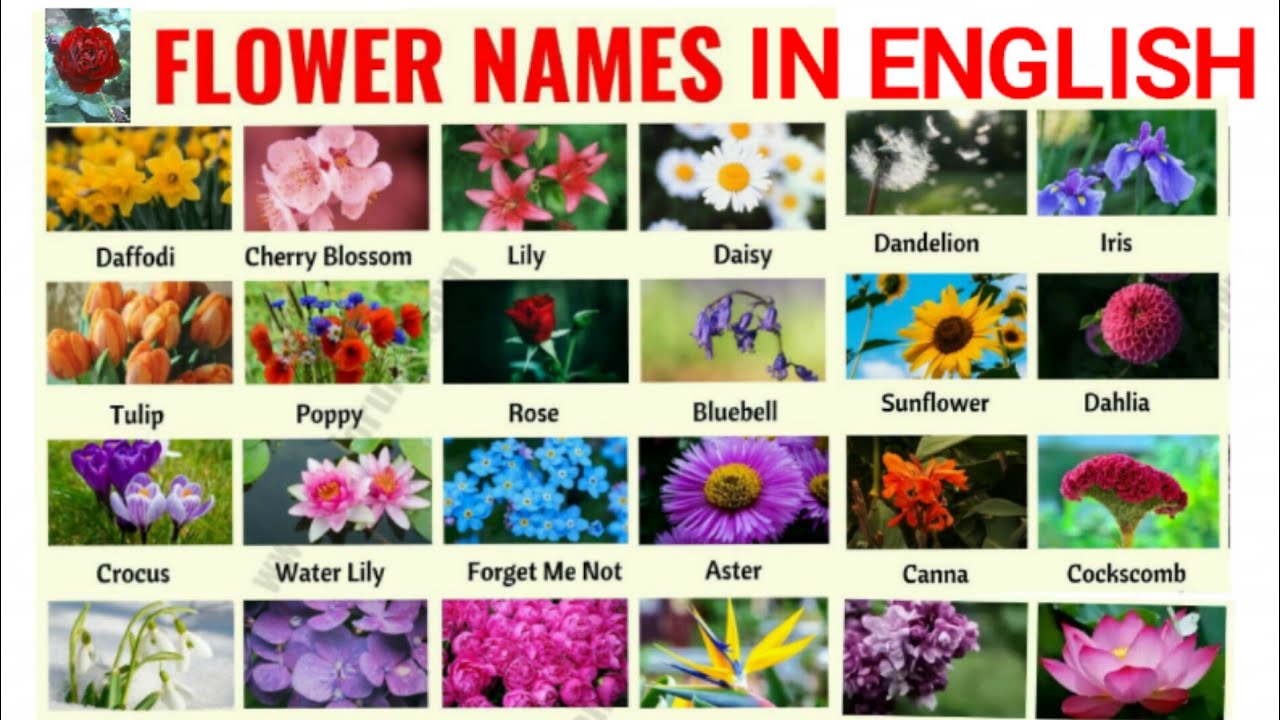 50 Flowers Name In English And Hindi 50 फूलों के हिन्दी