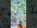 அமெரிக்கன் கள்ளிகள்( cactus)