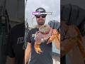 The crab's worst nightmare finally removed #satisfying #wildlife #animalshorts
