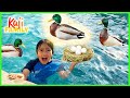 Ducks took over our swimming pool and lay eggs!!!