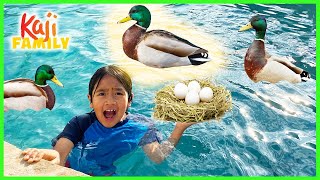 ducks took over our swimming pool and lay eggs