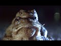 view Why the Fountains of Heidleburg Castle Are So Important for Frogs (4K) digital asset number 1