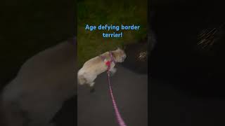 Unstoppable Spirit! My 14 yo Border on her nighttime sprint