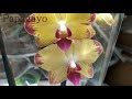 Обзор орхидей  13 августа 2020 Леруа Мерлен Воронеж