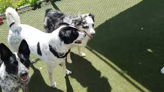 Playtime at Dogs On The Farm & Cats Too!