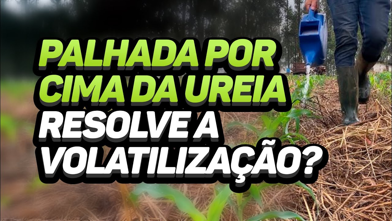 PALHADA POR CIMA DA UREIA RESOLVE A VOLATILIZAÇÃO?