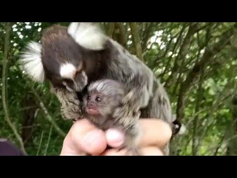 Sagui vendido ilegalmente é resgatado em Santos 