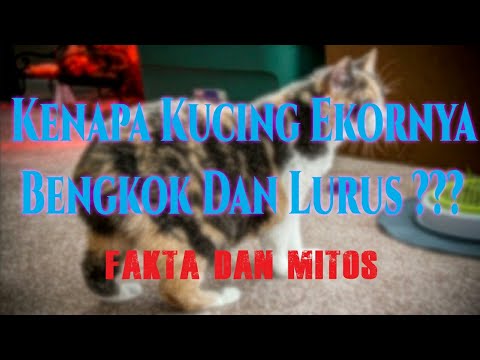 Video: Seekor Kucing Dengan Ekor Yang Patah: Pengecualian Atau Norma