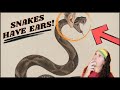How snakes hear without ears  herpin hippie