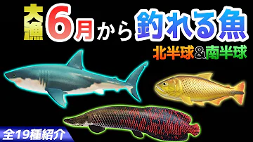 あつ森 サメ島への行き方や時間帯を紹介 背びれのある魚影から釣れるサメの種類や値段 釣り方を解説します 超低確率でしか行けない背びれ島を狙うべき季節や時期 あつまれどうぶつの森 魚図鑑 Mp3