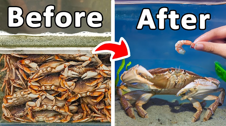 I Raised a Grocery Store Crab as a Pet