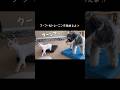 子猫にトレーニング3日目で凄っ！　#しゃべる猫 #ねこ