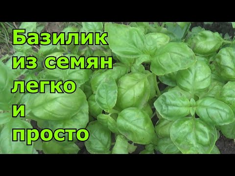 Видео: Использование генуэзского базилика – как выращивать генуэзские растения базилика в саду с травами