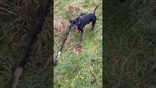 Diesels Yarrow Valley Stick 291224