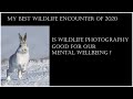 My best wildlife experience of 2020 / Is wildlife photography good for our mental wellbeing?