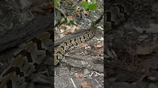 Timber Rattlesnakes are the BEST