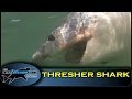 BRITISH RECORD THRESHER SHARK (OFFICIAL VIDEO) - The Totally Awesome Fishing Show