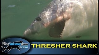 BRITISH RECORD THRESHER SHARK (OFFICIAL VIDEO) - The Totally Awesome Fishing Show