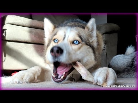 siberian-husky-chews-on-antlers?