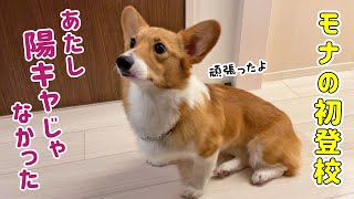 初めての学校での様子は、まさかのビビりコーギー!?