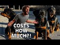 How much does it cost to Raw Feed Four Rottweilers?