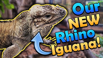 Zoo Update! New Iguana, Misting System, and more!