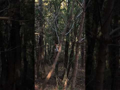 დიღმის ტყე-პარკის ბინადარი. Squirrel in Digomi Forest