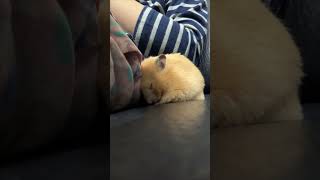 Hamster Snuggles Up to Owner