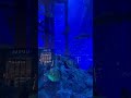 DUBAI Mall AQUARIUM & UNDERWATER ZOO  #dubaimall #burjkhalifa #dubaimallaquarium #viralvideo #video