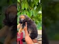 8810623046  Heavy bone German Shepherd puppy available 🐾 smart active trained  #dachsador#gsdlover