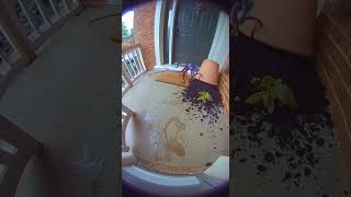 Octopus Takes Over Front Door! 🐙😂🌊