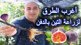 زراعة التين (بالدفن)