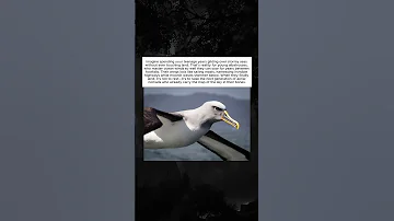 Endless Flight Of The Albatross Six Year Sky Journey 