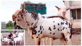 Pune Andu Bakro ka new hub STAR GOATS FARM Asif STD