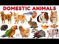 Domestic Animals  | Types of Farm &amp; Pet Animal Names with Sounds | Animals for Kids