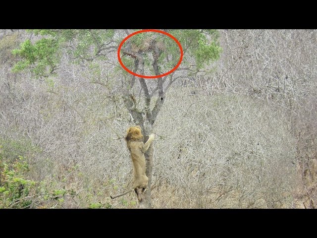 Lion Tries Stealing Food from Leopard - YouTube