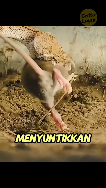 Tembakan Racun Ular Ini Berbahaya!