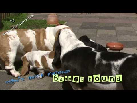Basset hound #03 - puppy love