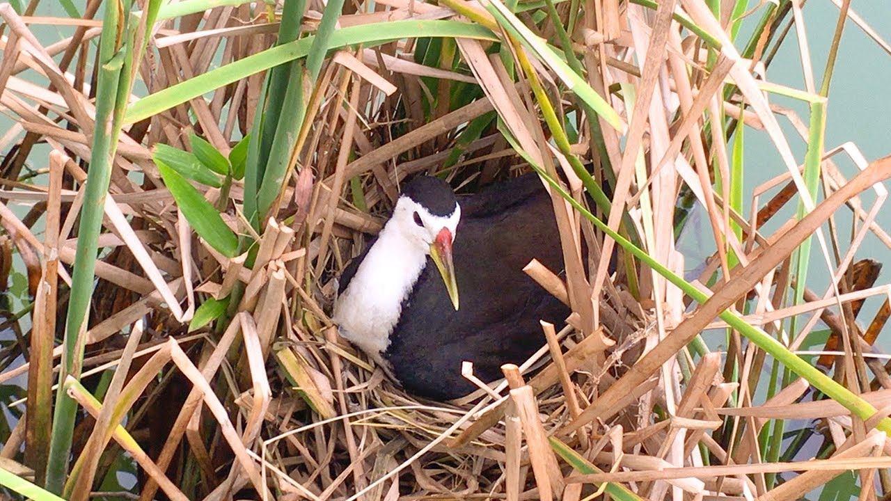 lonely-mother-bird-incubating-eggs-in-floating-nest-5-water-bird