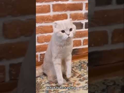 القطو يقول قصيده