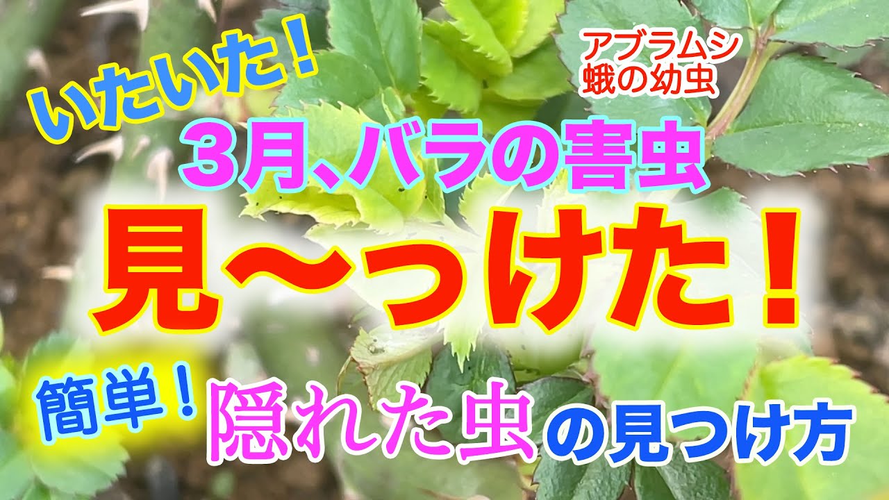 バラ害虫 バラに虫が どこにいる どうやって見つける 簡単な見つけ方があるんです 益虫もご紹介 Youtube